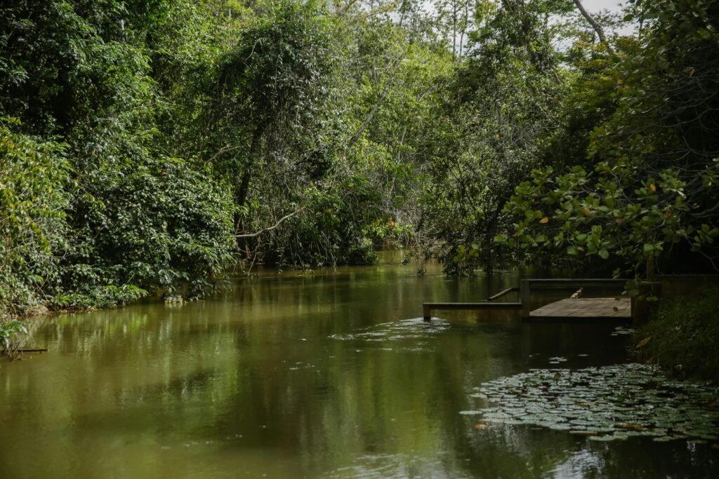 Peaceful stream surrounded by lush Brazilian forest, with wooden dock and vibrant greenery.